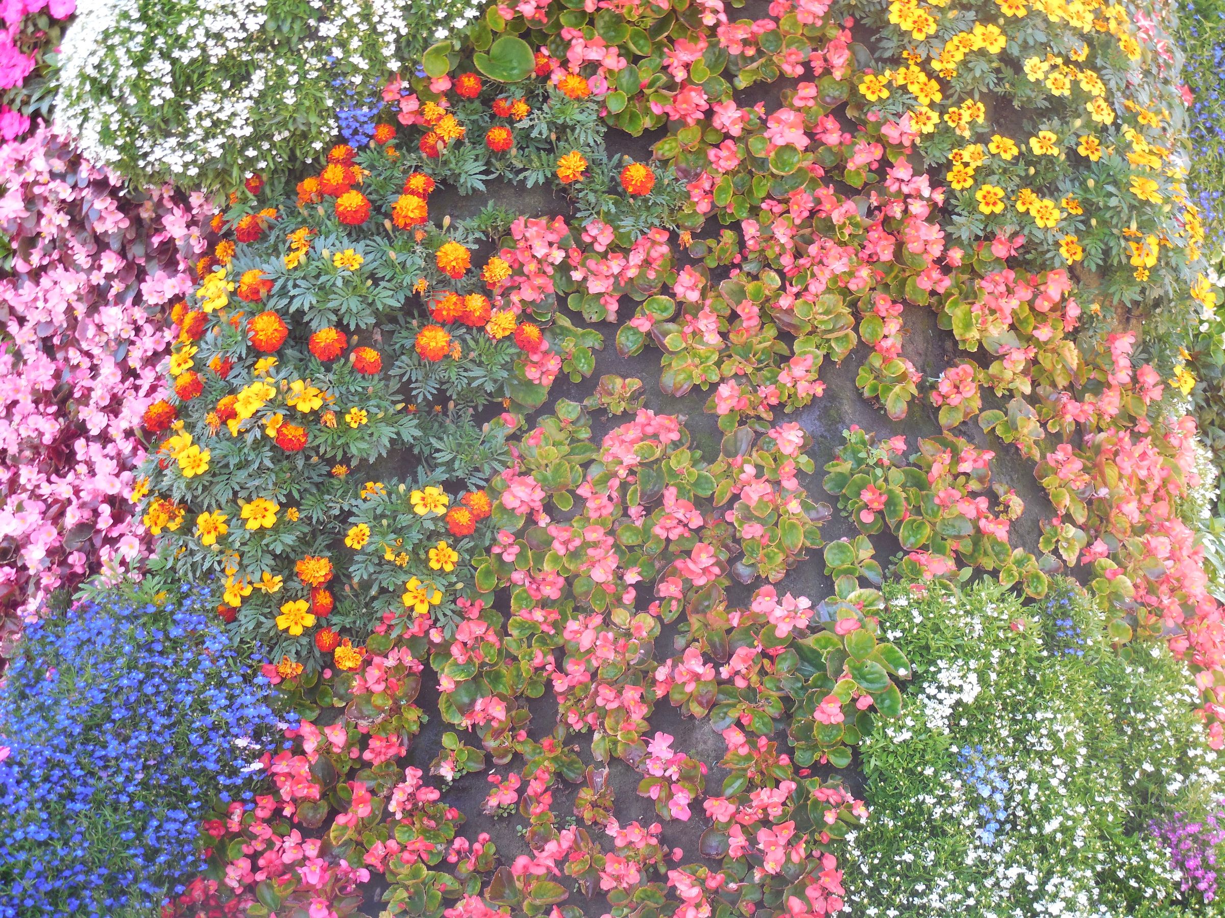 A dense close view of bedding flowers in pink, orange, yellow and blue covering a curved surface
